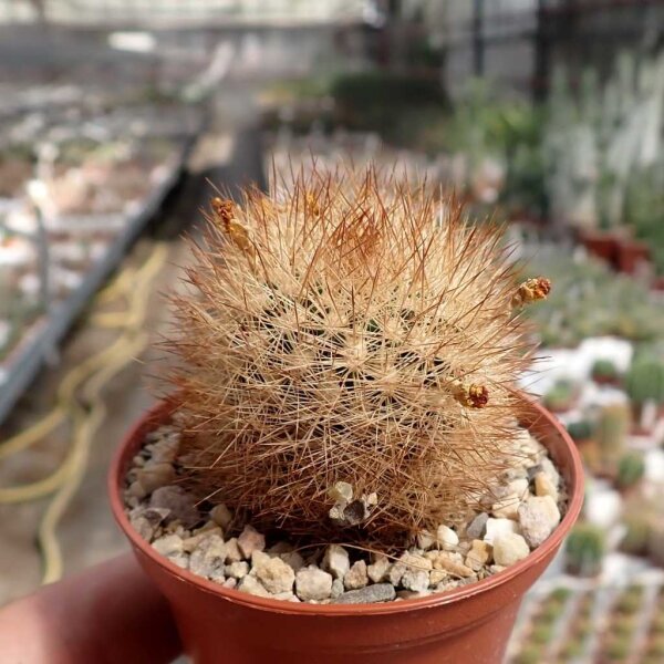 Weingartia rio-orensis n.n. KK 1758