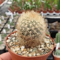 Weingartia rio-orensis n.n. KK 1758