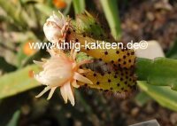 Werckleocereus tonduzii