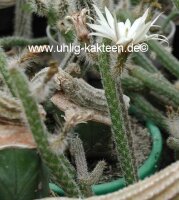 Wilcoxia albiflora