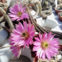 Wilcoxia nerispina