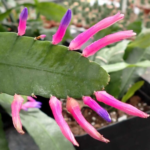 Wittia amazonica