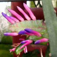 Wittia amazonica