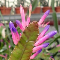Wittia amazonica