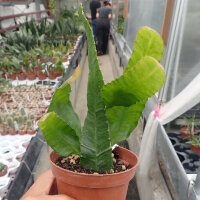 Wittia amazonica