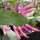 Wittia amazonica