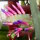 Wittia amazonica