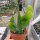 Wittia amazonica