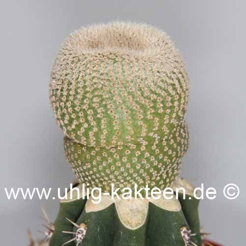 Yavia cryptocarpa gepfr.