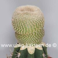 Yavia cryptocarpa gepfr.