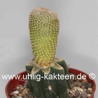 Yavia cryptocarpa gepfr.