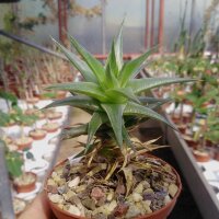 Abromeitiella chloracantha Bromeliaceae