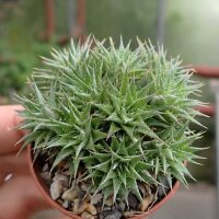 Abromeitiella chlorantha Bromeliaceae