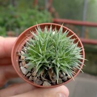 Abromeitiella chlorantha Bromeliaceae