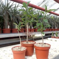 Adansonia digitata