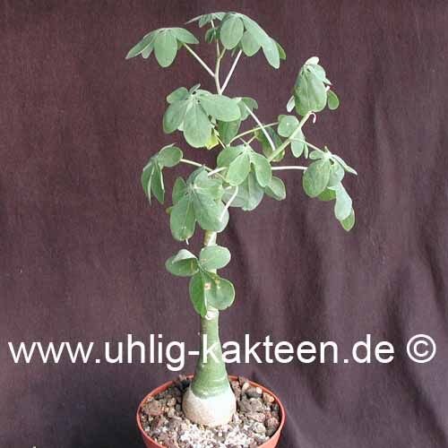 Adenia glauca Botswana, Südafrika