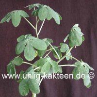 Adenia glauca Botswana, Südafrika