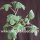 Adenia glauca Botswana, Südafrika