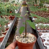 Adenia olaboensis