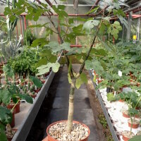 Adenia olaboensis