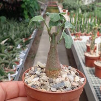 Adenia spinosa