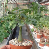 Adenia spinosa