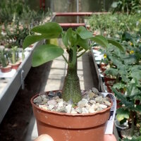 Adenia spinosa