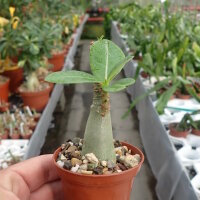 Adenium arabicum