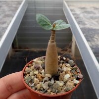 Adenium arabicum