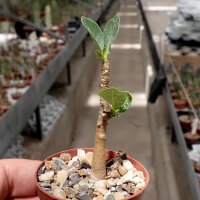 Adenium arabicum