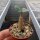 Adenium arabicum