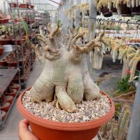 Adenium arabicum cv. TSC