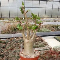 Adenium arabicum cv. TSC