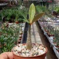 Adenium obesum, Kilimanjaro