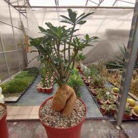 Adenium obesum, Kilimanjaro