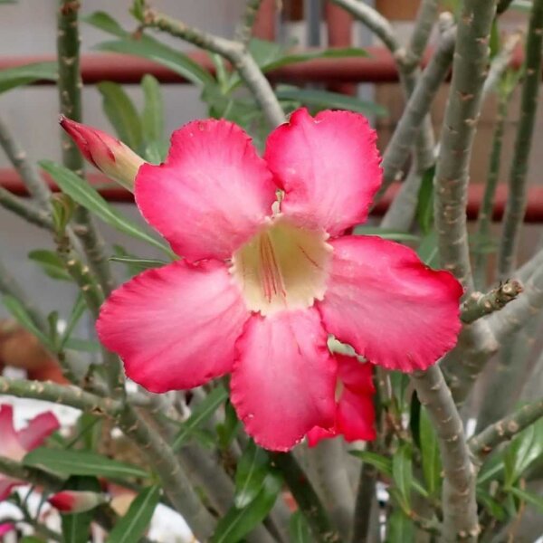 Adenium obesum v. multiflorum