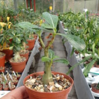 Adenium obesum v. multiflorum