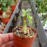 Adenium obesum v. multiflorum