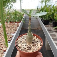 Adenium obesum v. multiflorum