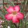 Adenium obesum v. multiflorum