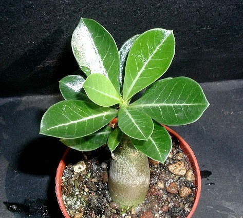 Adenium obesum XXL Wüstenrose