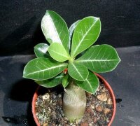 Adenium obesum XXL Wüstenrose