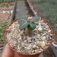 Adenium socotranum