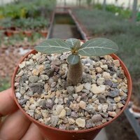 Adenium socotranum