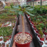 Adenium socotranum