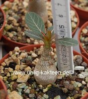 Adenium socotranum