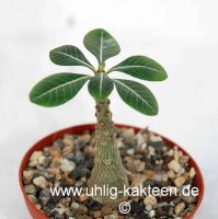 Adenium socotranum