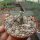 Adenium socotranum