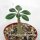 Adenium socotranum