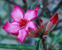 Adenium somalense